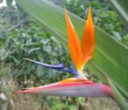 The official flower of LA, Strelitzia reginae