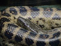 Yellow Anaconda, Eunectes notaeus