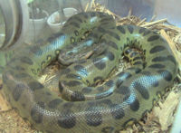 Green Anaconda, Eunectes murinus