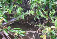 An anaconda snake on a tree branch, waiting for its prey above the river, Amazon basin, Peru.