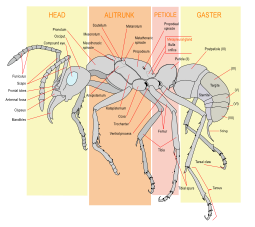 Diagram of a worker ant (Pachycondyla verenae).