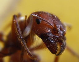 This closeup shows the prominent mandibles and the comparatively small compound eyes.