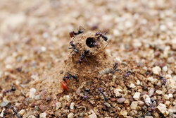 Ant mound hole - preventing water coming into nest during rain
