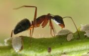 Camponotus compressus tending soft scales