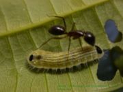 A Lycaenid larva and an ant