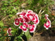 Red flower from central Bosnia