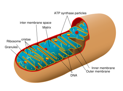 Simplified structure of a typical mitochondrion
