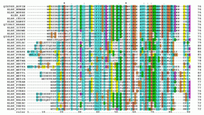 First 90 positions of a protein multiple sequence alignment of instances of the acidic ribosomal protein P0 (L10E) from several organisms. Generated with ClustalW.