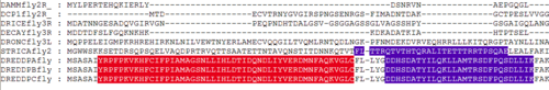 Alignment of the seven Drosophila caspases colored by motifs as identified by MEME. When motif positions and sequence alignments are generated independently, they often correlate well but not perfectly, as in this example.