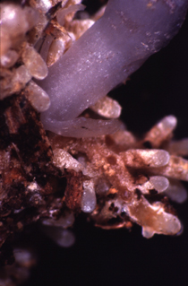 Myco-heterotrophic roots of Monotropa uniflora with Russula brevipes mycelium.