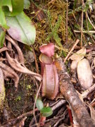 N. tentaculata × N. rajah