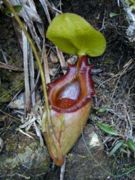 Nepenthes × kinabaluensis
