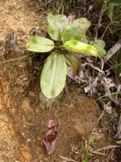 N. rajah growing on ultramafic soil