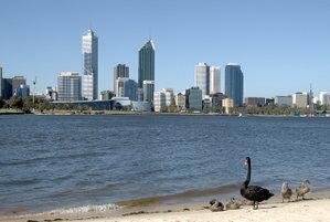 Swans on the Swan River.