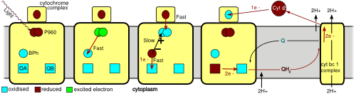 The light reaction