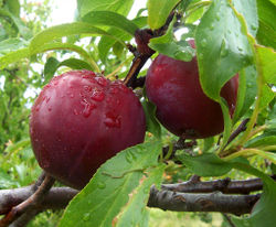 Plums