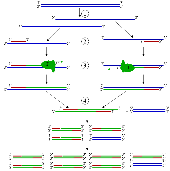 Figure 2: Schematic drawing of the PCR cycle. (1) Denaturing at 94-96°C. (2) Annealing at (eg) 68°C. (3) Elongation at 72°C (P=Polymerase). (4) The first cycle is complete. The two resulting DNA strands make up the template DNA for the next cycle, thus doubling the amount of DNA duplicated for each new cycle (a total of three cycles is shown above).