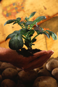 Potato plant