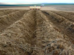 Potato PlantingWashington