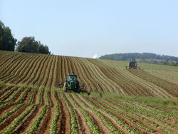 Potato fieldFort Fairfield, Maine