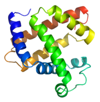 A representation of the 3D structure of myoglobin, showing coloured alpha helices. This protein was the first to have its structure solved by X-ray crystallography.