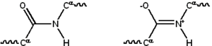 Resonance structures of the peptide bond that links individual amino acids to form a protein polymer.