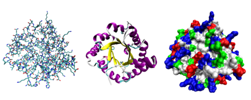 Three possible representations of the three-dimensional structure of the protein triose phosphate isomerase. Left: all-atom representation colored by atom type. Middle: "cartoon" representation illustrating the backbone conformation, colored by secondary structure. Right: Solvent-accessible surface representation colored by residue type (acidic residues red, basic residues blue, polar residues green, nonpolar residues white).