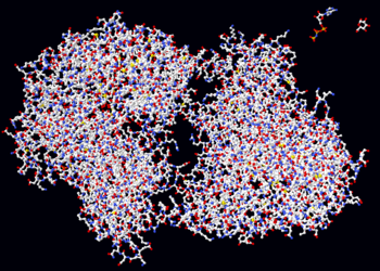 The enzyme hexokinase is shown as a simple ball-and-stick molecular model. To scale in the top right-hand corner are its two substrates, ATP and glucose.