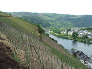 Riesling vines on a steep, south facing slope in the Mosel-Saar-Ruwer region.