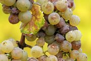 Riesling grapes affected with botrytis