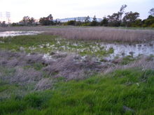 Wetland habitat of the San Francisco garter snake in Millbrae, California