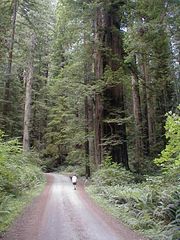 Coast Redwood, Redwood National Park.