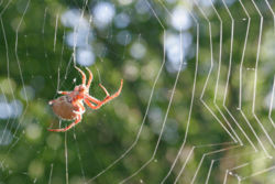 Orb-weaver spider at dawn in its web