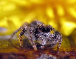 Multiple eyes of the jumping spider Platycryptus undatus