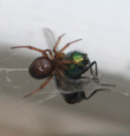 A spider in the process of wrapping a bluebottle caught in its web
