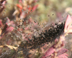 Spiderlings on a web
