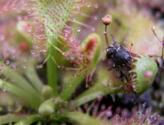 Drosera spathulata with a captured fly