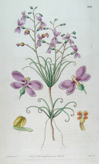 Curtis's Botanical Magazine print of Stylidium scandens.