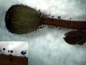 Bud and scape of S. fimbriatum displaying the trichomes that can trap and kill insects.