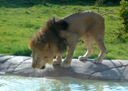 A lion drinking water.