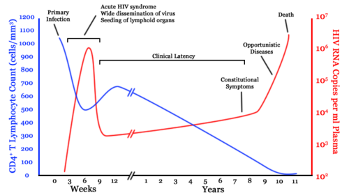 A generalized graph of the relationship between HIV copies (viral load) and CD4 counts over the average course of untreated HIV infection; any particular individual's disease course may vary considerably.  CD4+ T Lymphocyte count (cells/mm³)  HIV RNA copies per mL of plasma 