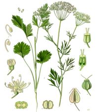 anise, one of the three main herbs used in production of absinthe