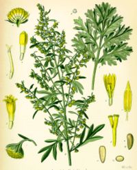 Grande Wormwood, one of the three main herbs used in production of absinthe