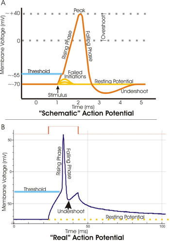 A. A schematic view of an idealized action potential illustrates its various phases as the action potential passes a point on a cell membrane. B. Actual recordings of action potentials are often distorted compared to the schematic view because of variations in electrophysiological techniques used to make the recording