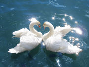 The swan is an important motif in Advaita Vedanta. Its symbolic meanings are: firstly; upon verbally repeating hamsa (the Sanskrit word for Swan), it becomes so-aham (Sanskrit, "I am That"). Secondly, even as a swan lives in water its feathers are not soiled by water, a liberated Advaitin lives in this world full of maya but is untouched by its illusion. Thirdly, a monk of the Dashanami order is called a Paramahamsa ("the supreme swan")