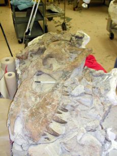 An albertosaurine skull in the midst of preparation, discovered in New Mexico. This undescribed species may belong to Albertosaurus.