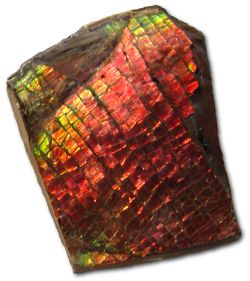 An unprocessed sample of ammolite on shale matrix, photographed wet and in natural light to simulate the effects of polishing. Typical of ammolite, reds and greens predominate, and a "dragon skin" pattern is apparent.