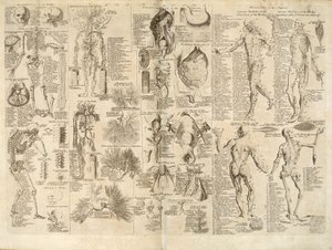 Anatomical chart from the Cyclopaedia, 1728