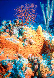 A sea sponge is a very simple type of multicellular organism