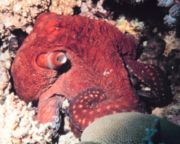 Big blue octopus, Octopus cyanea
